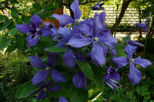 planting clematis + in the Urals