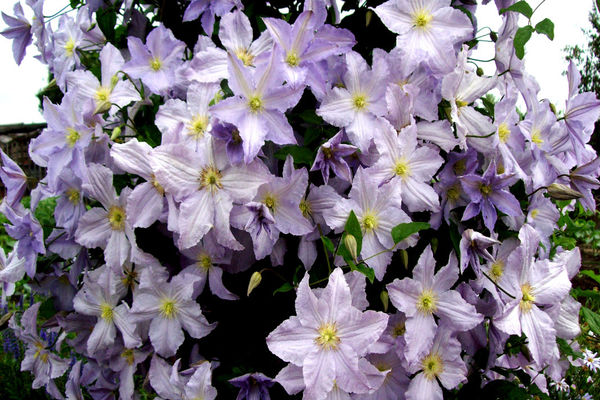 Clematis Blue Angel