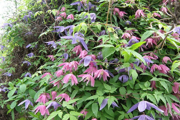 clematis princes care