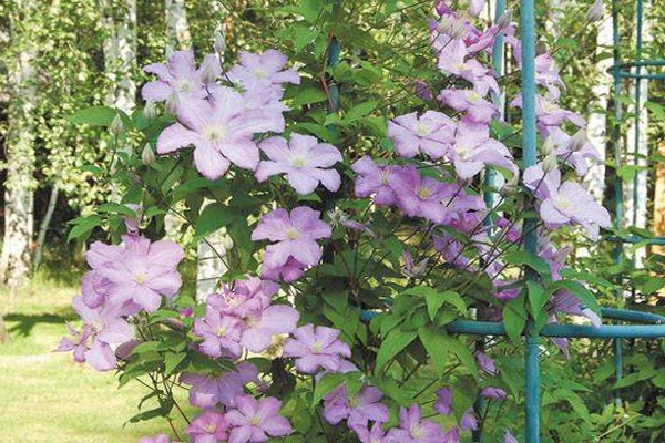 clematis species photo