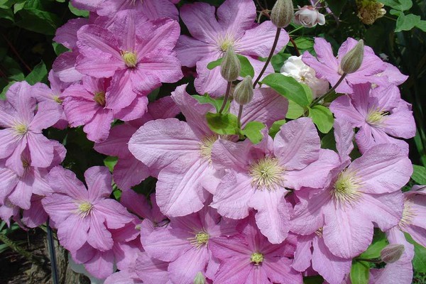 varieties of clematis