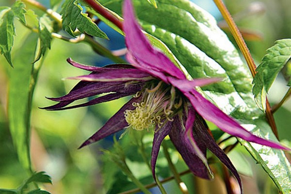 Clematis Knyazhik - a representative of herbaceous crops