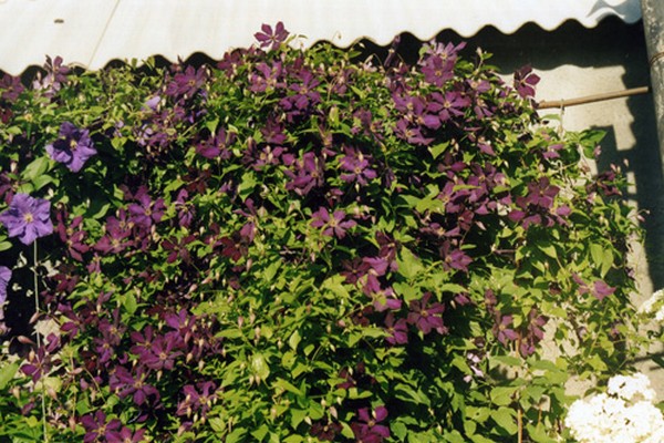 clematis planting care + in the urals