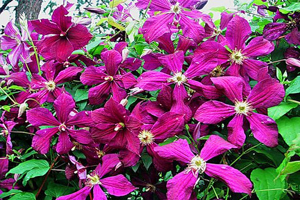 varieties of clematis