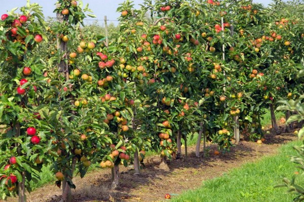 kagandahan ng sverdlovsk apple tree litrato