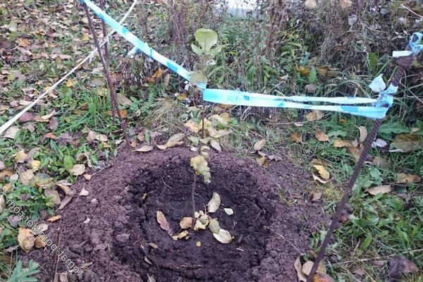 apple tree beauty of sverdlovsk