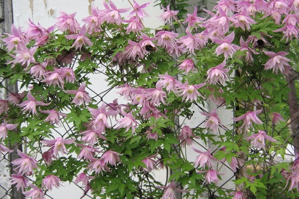 Clematis Knyazhik - ein Vertreter von krautigen Pflanzen