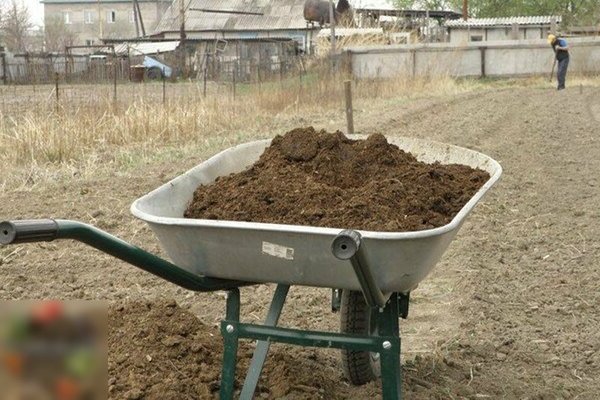 chicken manure as fertilizer application