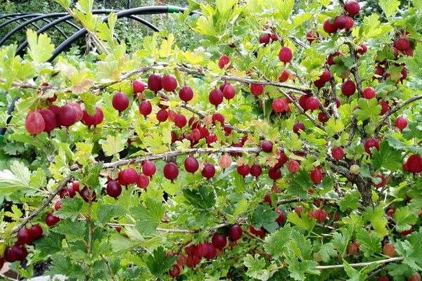 gooseberry variety jubilee