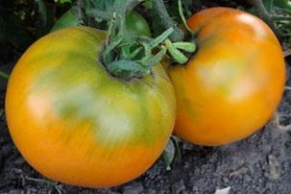 gelbe Tomaten + im Gewächshaus