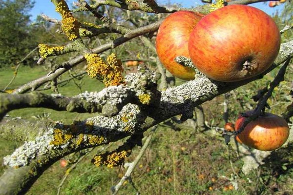 Flechten + auf einem Apfelbaum + wie man sie loswird