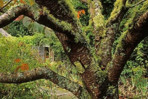 + Flechten am Apfelbaum + was tun