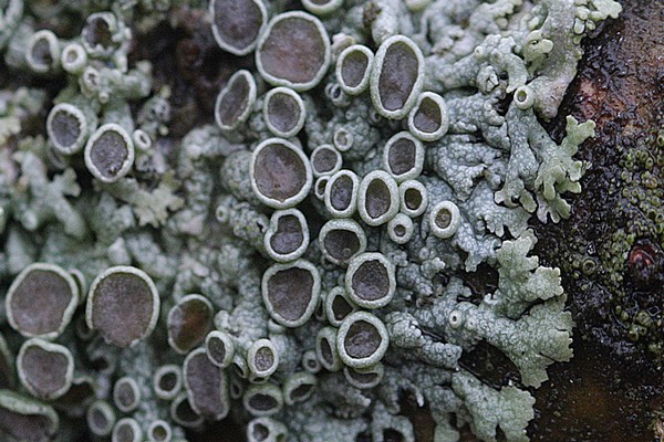 + lichen sa puno ng mansanas + kung ano ang gagawin