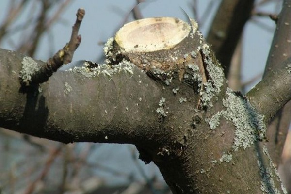 + wie man den Apfelbaum behandelt + von Flechten