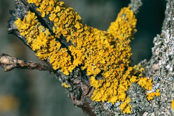 Flechten + auf einem Apfelbaum + wie man kämpft