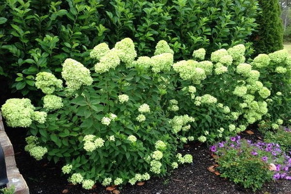 the best varieties of hydrangeas