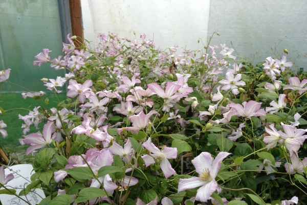 clematis + for the Urals varieties