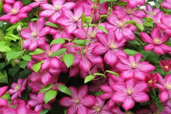 varieties of clematis for siberia