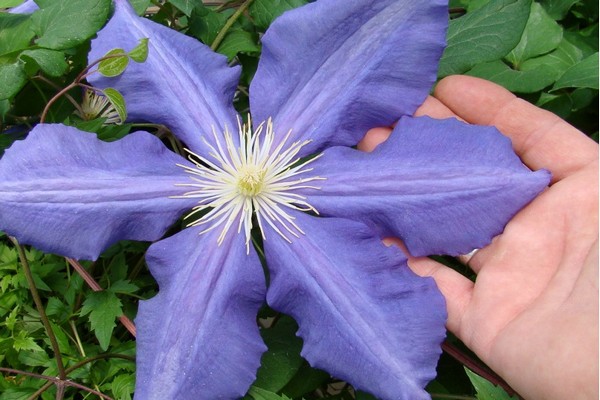 varieties of clematis