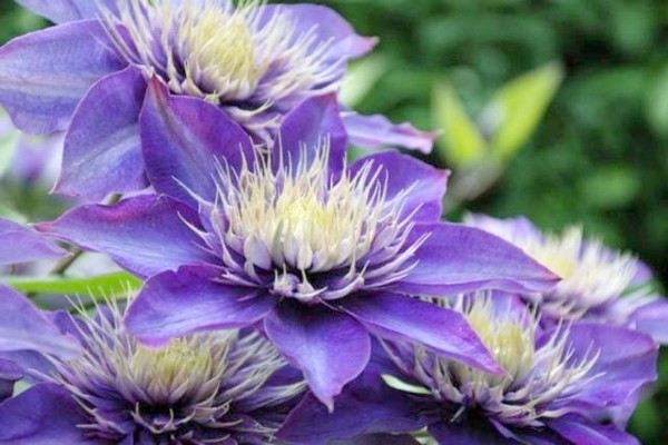 varieties of clematis