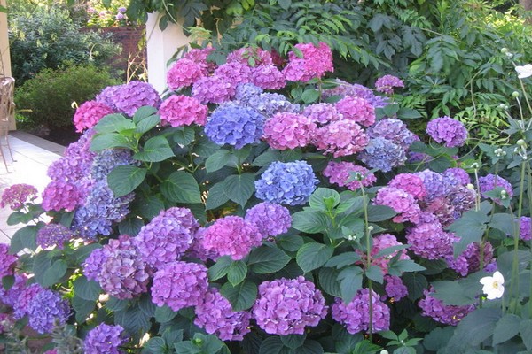 hortensia macrophylla