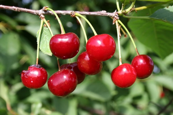 mga varieties ng cherry