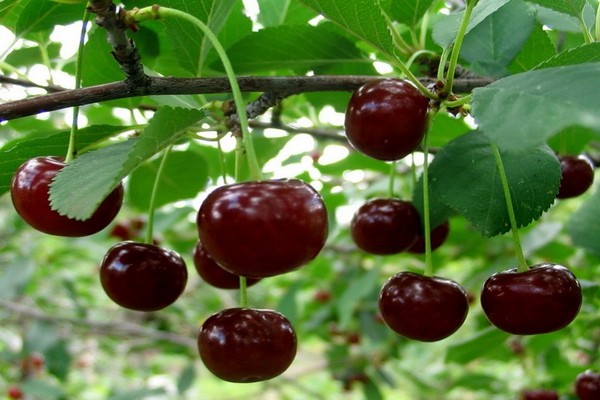 variétés de cerises