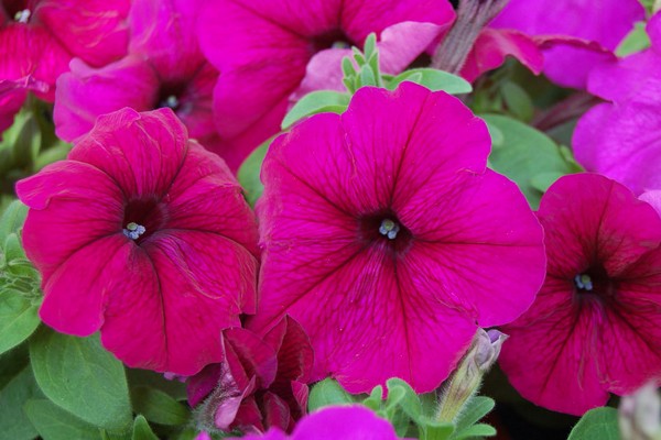 petunia multiflora mambo