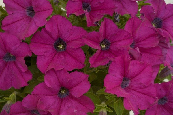 petunia mambo Bewertungen