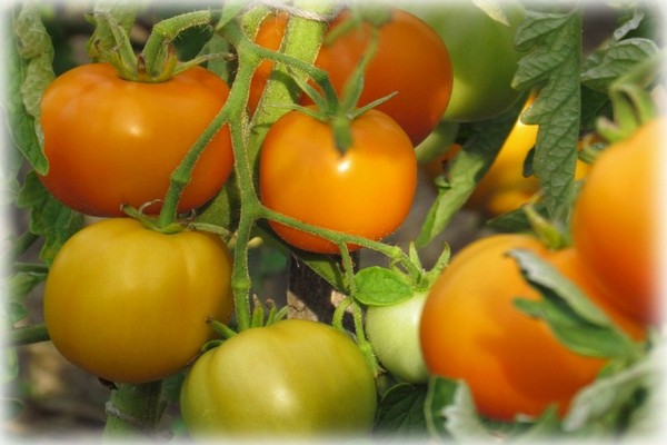 gelbe Tomaten + im Gewächshaus