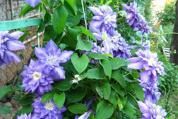 clematis + for the Urals varieties