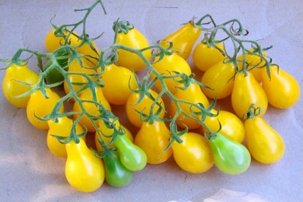 gelbe Tomaten + für den Winter