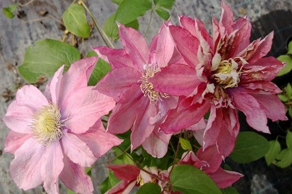 mala sirena clematis