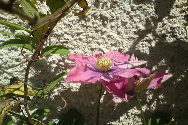 mala sirena clematis