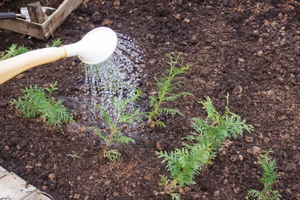 juniper mint julep