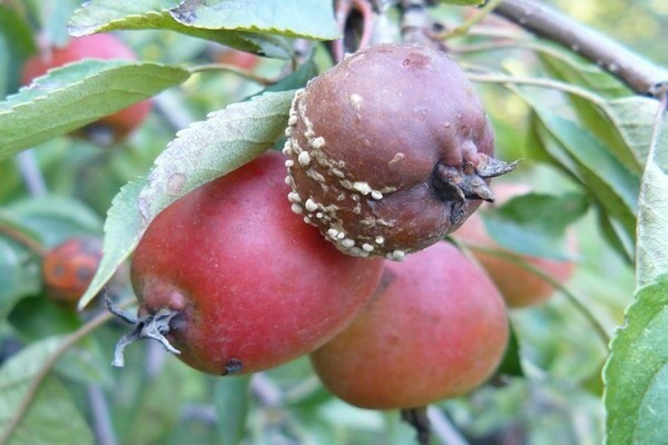 moniliosis sa paglalarawan ng larawan ng apple at paggamot