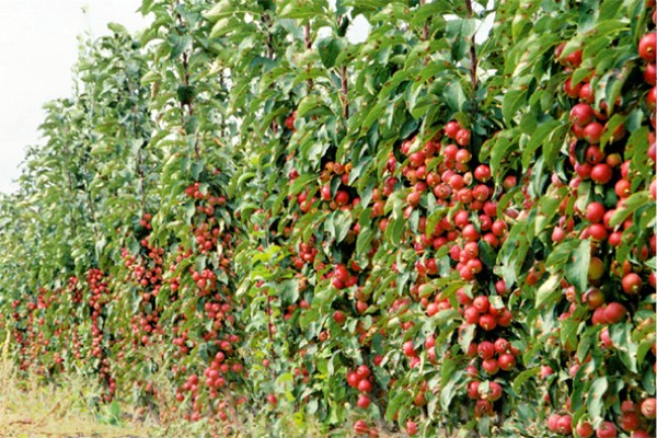 apple-tree moscow kuwintas na haligi