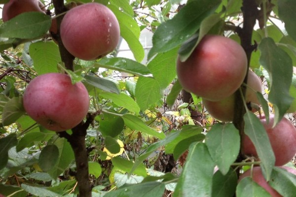 apple-tree moscow necklace columnar