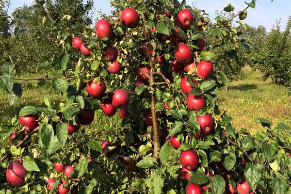 apple tree moscow necklace