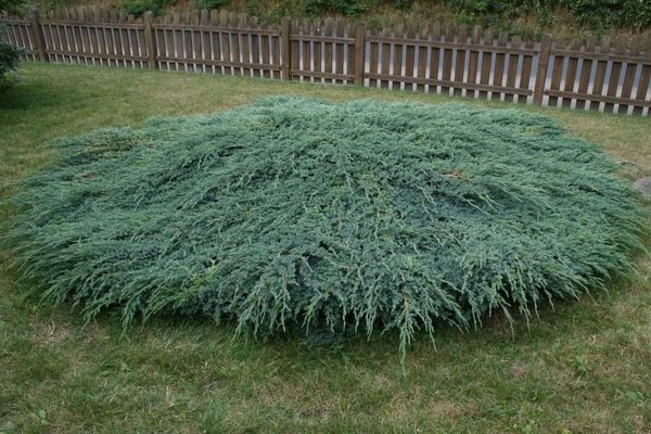 Juniper Blue Carpet description