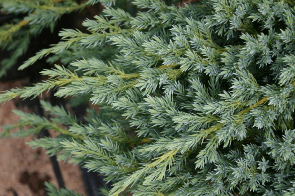 Juniper Blue Carpet description