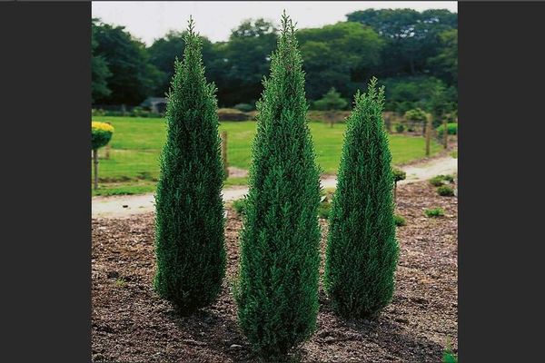 Juniper Khybernika: description, photo, general information about the variety