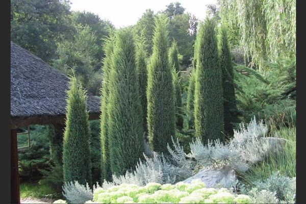 What does the common juniper Hibernika look like?