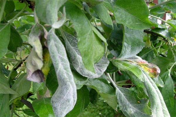 apple powdery mildew treatment