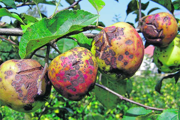 pulbos amag + sa isang larawan ng puno ng mansanas