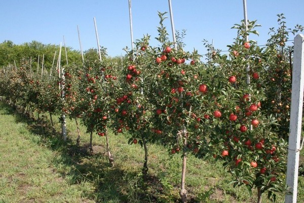 Apple tree