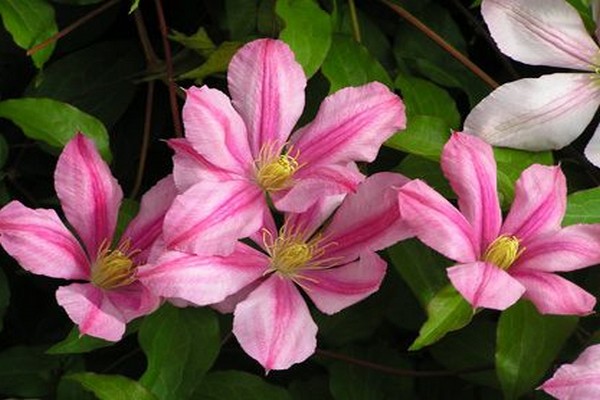 varieties of clematis