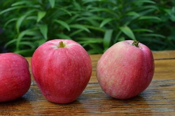 hit parade des variétés de pommes