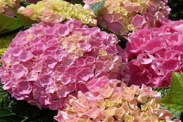 hydrangea malaking-lebadura larawan