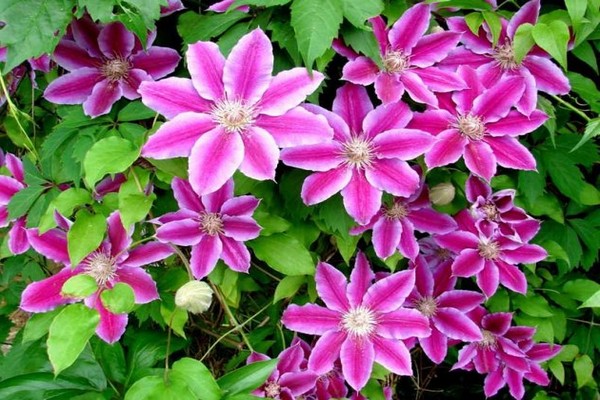 mga pagkakaiba-iba ng clematis